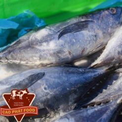 bán giá cá ngừ bò tại tphcm    