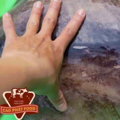 mực xà lá đại dương tại tphcm      