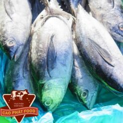 bán cá ngừ bò giá sỉ tại tphcm