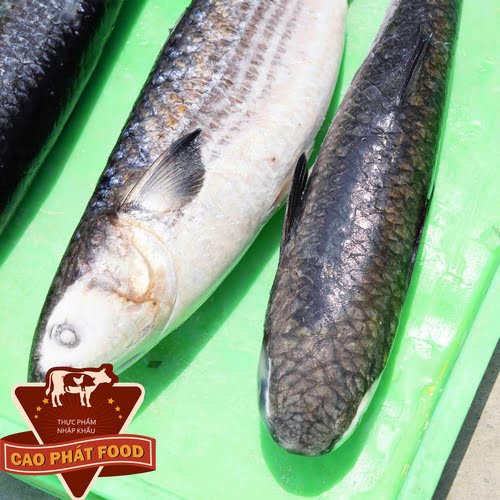 giá cá đối biển