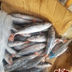 cá nục suôn dẹp