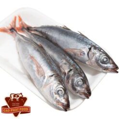 cá nục suôn dài