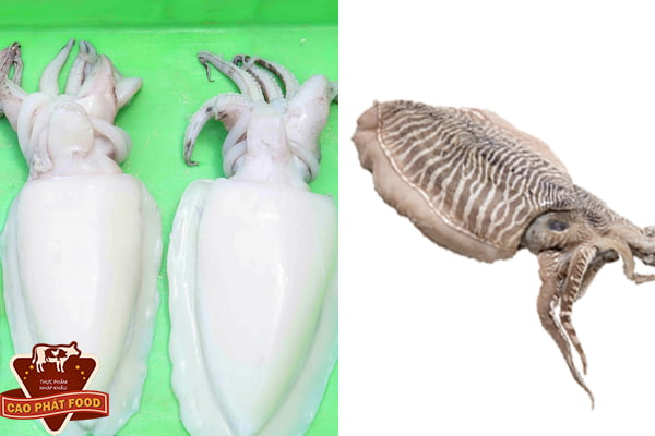 bán mực nang gò vấp    